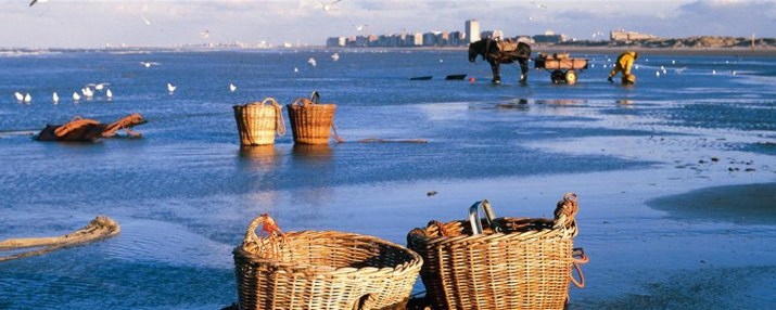 baskets_with_shrimps_oostduinkerke©D.de Kievith_crop1400x560_tcm24-7649.JPG