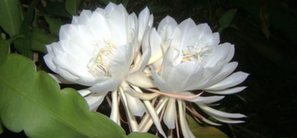 0d66dc0300bb6f2c0ffb2a485989b75f