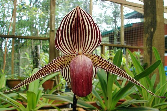 Paphiopedilum_rothschildianum-830x553