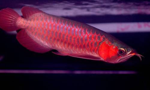 red-red-arowana-500x500